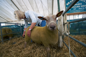 Royal Cornwall Show Sheep Prep